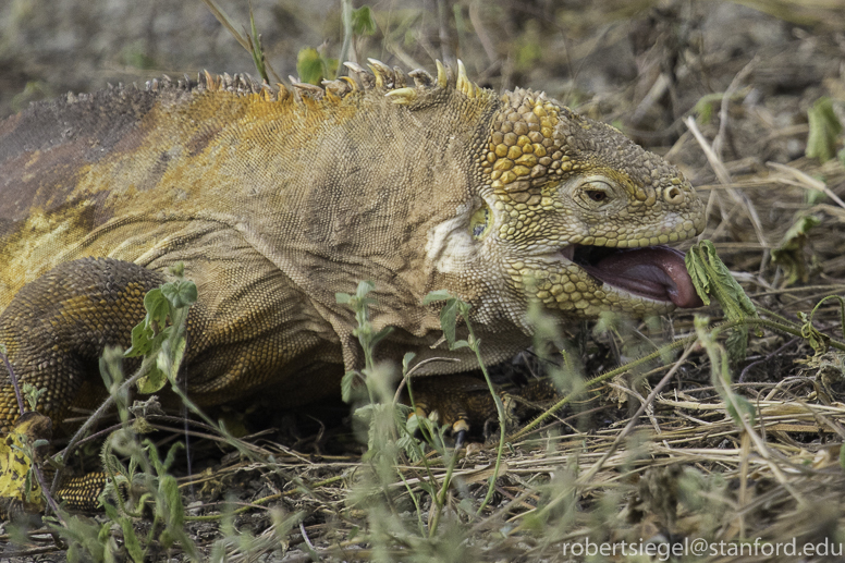 galapagos